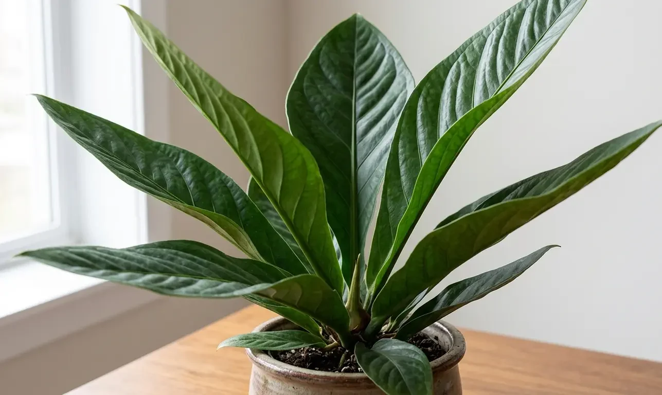 Anthurium superbum showing its upright funnel-shaped bird's-nest rosette