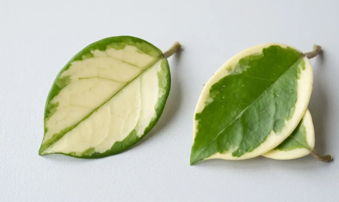 Comparison of Hoya Krimson Princess center variegation and Krimson Queen edge variegation
