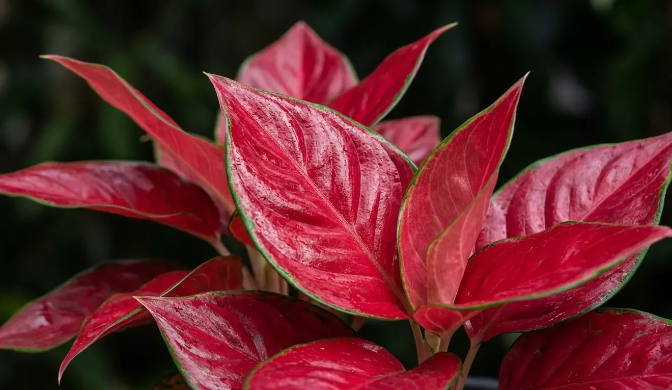Close up of deep red Aglaonema leaves with thin green margins