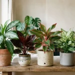 Collection of Aglaonema Chinese Evergreen varieties with green, red, and silver leaves