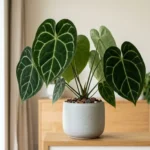 Anthurium clarinervium with dark heart-shaped velvet leaves and bold white veins
