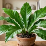 Anthurium hookeri Bird's Nest Anthurium with broad glossy green leaves in a rosette
