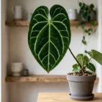 Anthurium regale with large velvety heart-shaped leaves and pale silvery veins