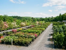 Plants and trees at a New York garden center and landscape supplier