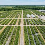 Large wholesale container nursery with rows of shrubs and perennials