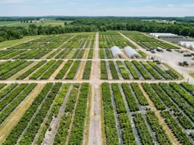 Large wholesale container nursery with rows of shrubs and perennials