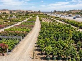 Large California garden center with rows of fruit trees and flowering plants