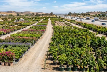 Large California garden center with rows of fruit trees and flowering plants