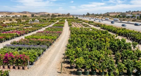 Large California garden center with rows of fruit trees and flowering plants