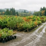Rows of young deciduous trees and liners at a Pacific Northwest wholesale nursery