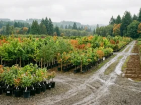 Rows of young deciduous trees and liners at a Pacific Northwest wholesale nursery
