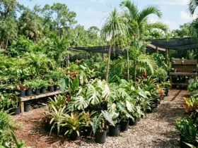 Lush tropical plants and palms at a small Miami plant nursery