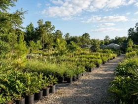 Florida native plants and shrubs at a local nursery in Jacksonville