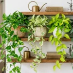 Collection of different pothos varieties trailing from a shelf