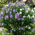 Rose of Sharon shrub Hibiscus syriacus with purple and white flowers in bloom