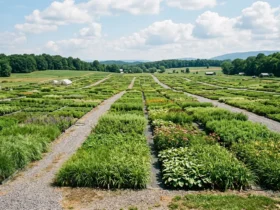 Vast rows of perennials at a large outdoor plant nursery in Virginia
