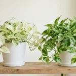 now Queen and Marble Queen pothos side by side showing variegation difference