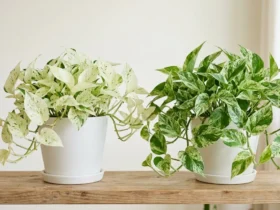 now Queen and Marble Queen pothos side by side showing variegation difference