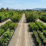 Wholesale plant nursery yard with rows of trees and shrubs