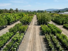 Wholesale plant nursery yard with rows of trees and shrubs