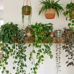 Several trailing houseplants cascading from a shelf and hanging baskets