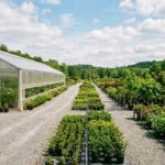 Large greenhouse and outdoor plant beds at a North Carolina nursery