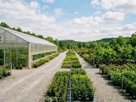 Large greenhouse and outdoor plant beds at a North Carolina nursery